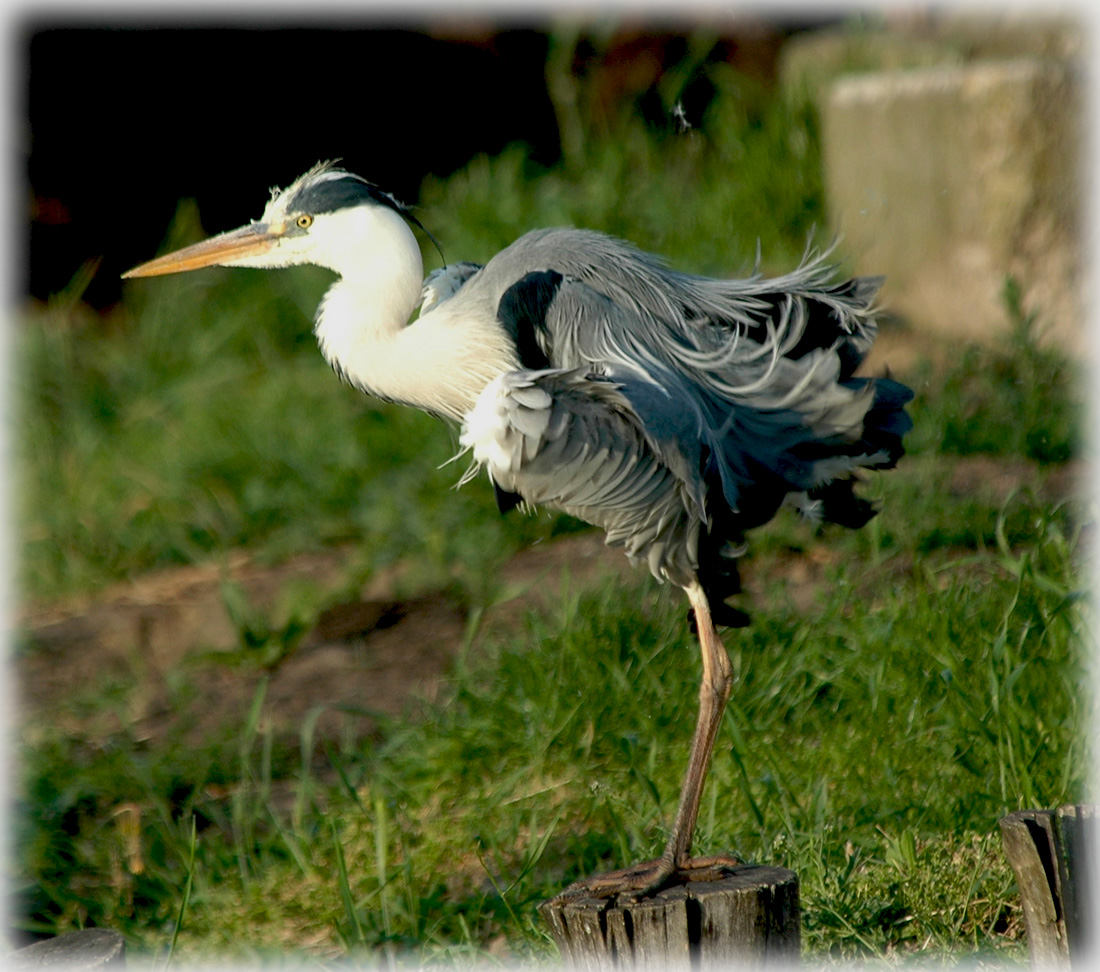 DSC_8695k.jpg