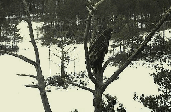 Egolya10611.gif
