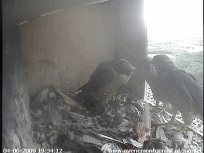 2009-06-04_193438.gif