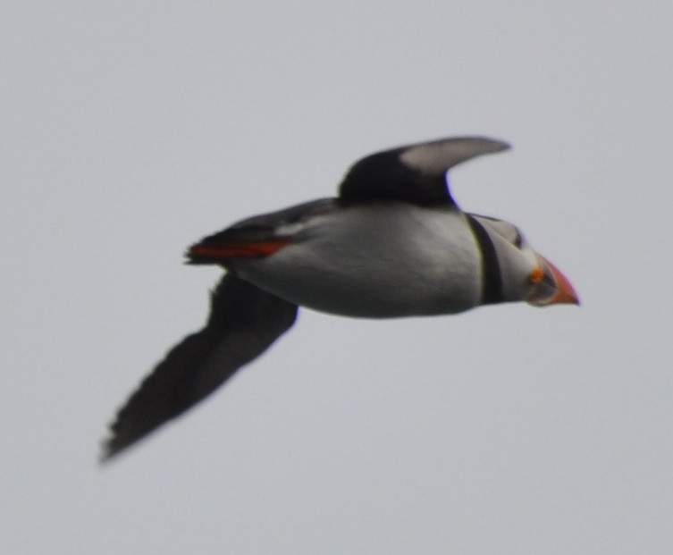 Puffin 1.jpg