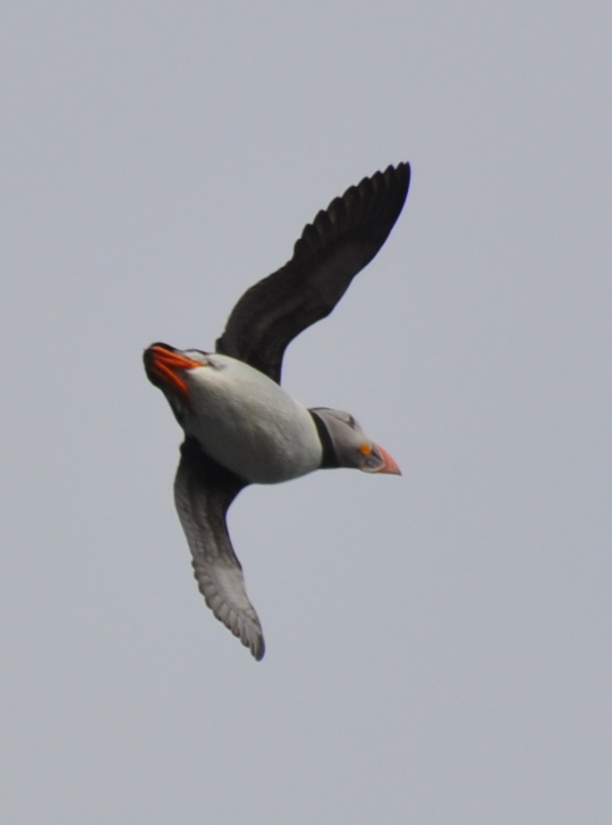 Puffin2.jpg
