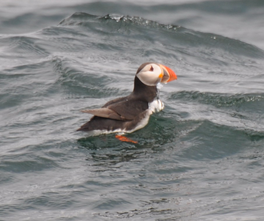 Puffin3.jpg