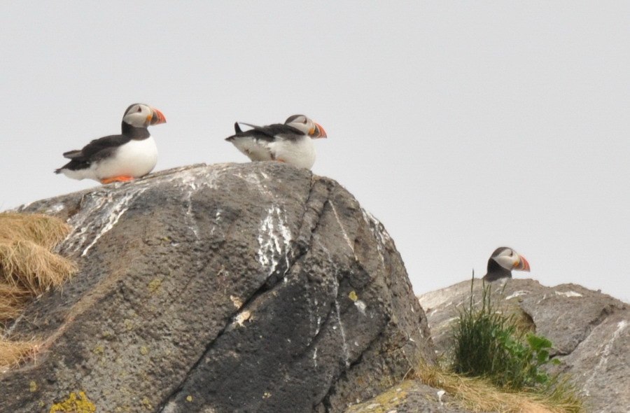 Puffin4.jpg