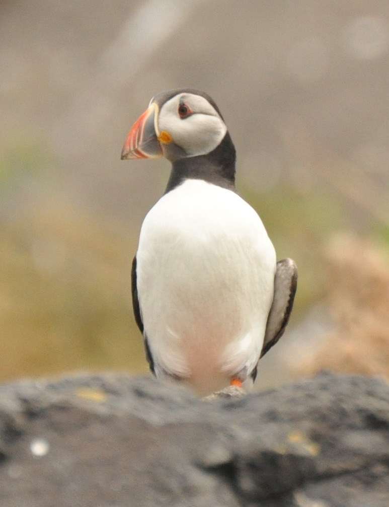 Puffin5.jpg