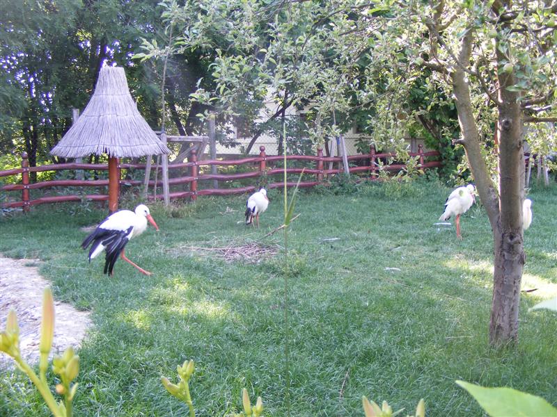 DSCF5566 (Medium).JPG
