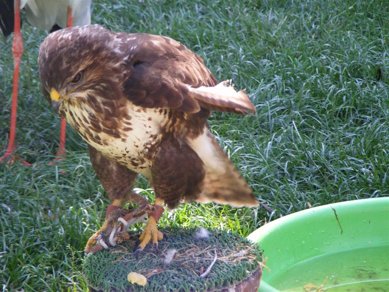 DSCF5564 (Medium).JPG