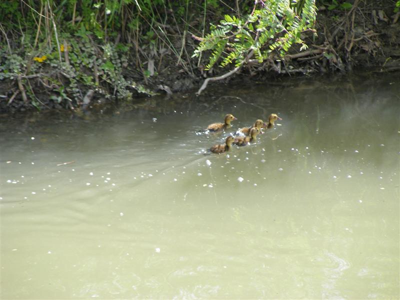 DSCF5605 (Medium).JPG
