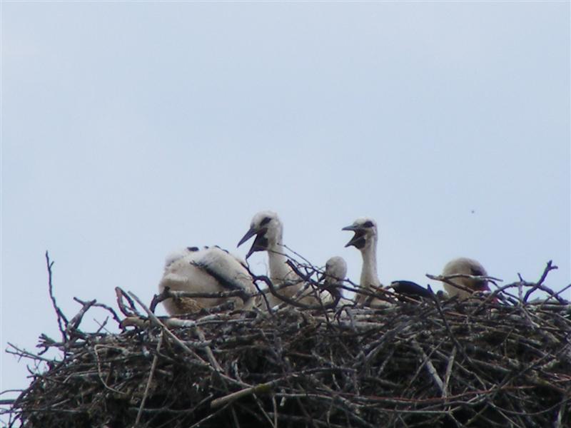 DSCF5741 (Medium).JPG