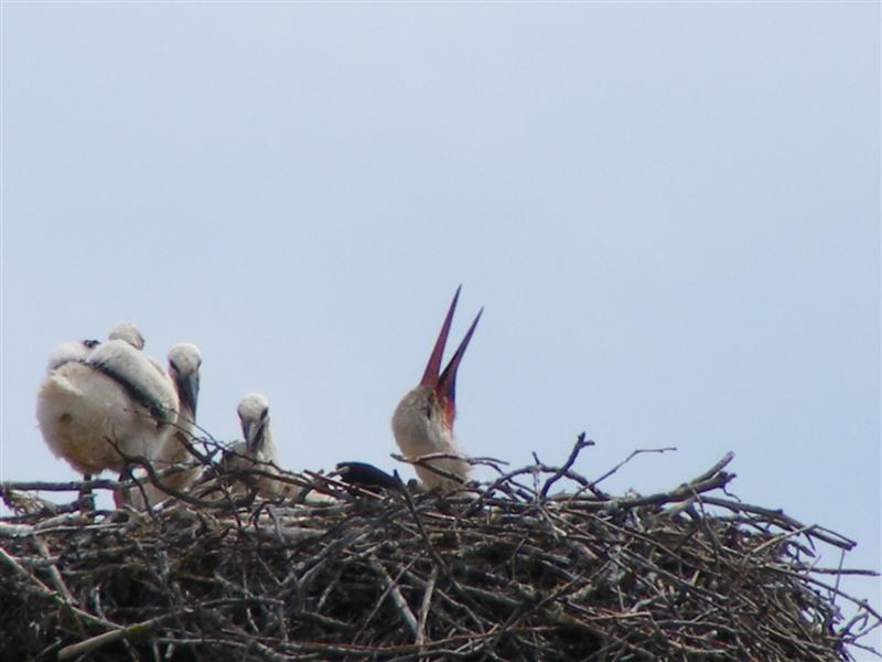 DSCF5740 (Medium).JPG