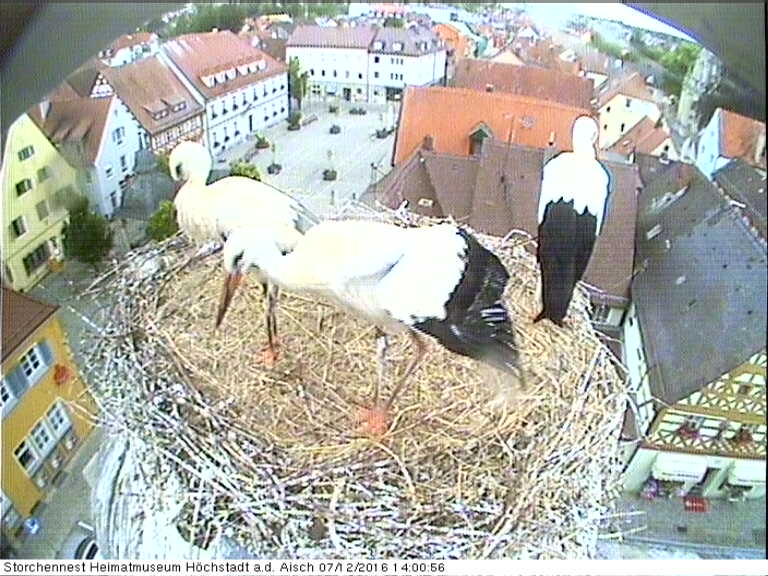 storch.jpg
