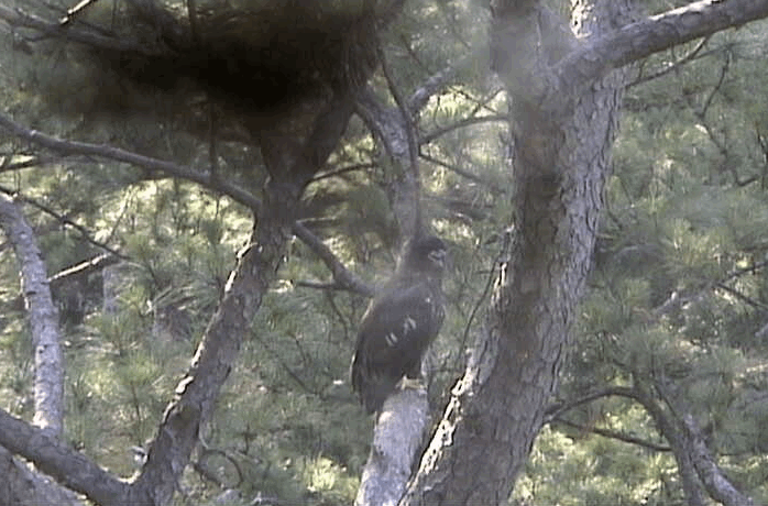 2009-06-06_185428.gif