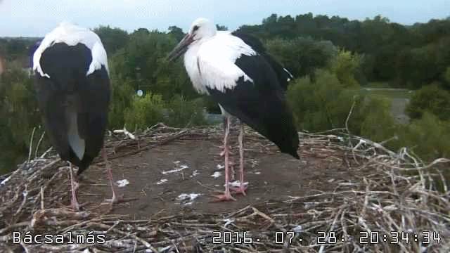 anigif.gif