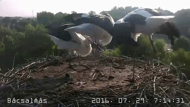 anigif.gif