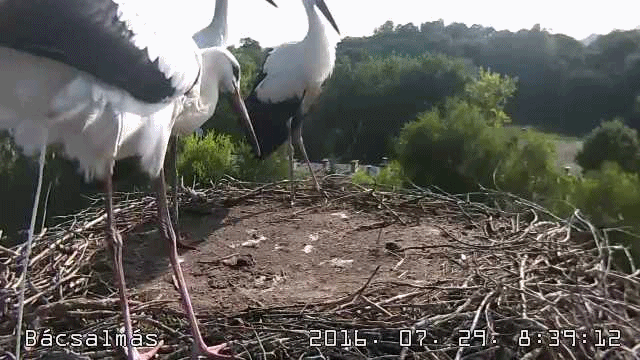 anigif.gif