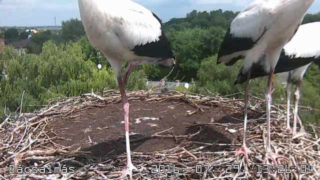 anigif.gif
