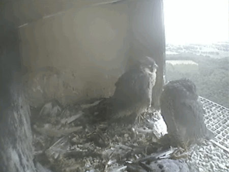 2009-06-06_213855.gif