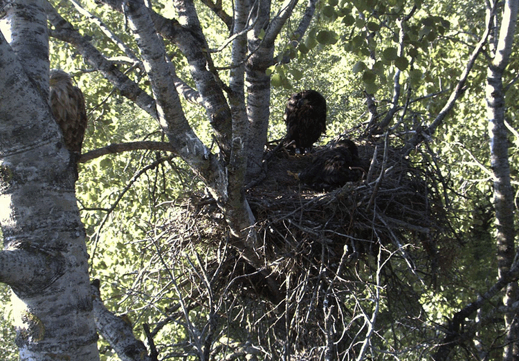 2009-06-07_061313.gif
