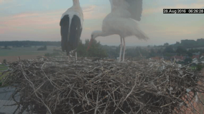 anigif.gif