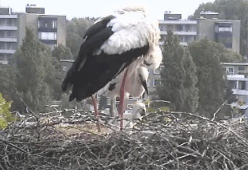 2009-06-07_071156.gif