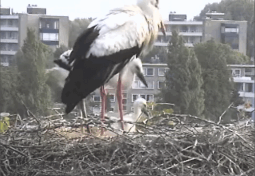 2009-06-07_071644.gif