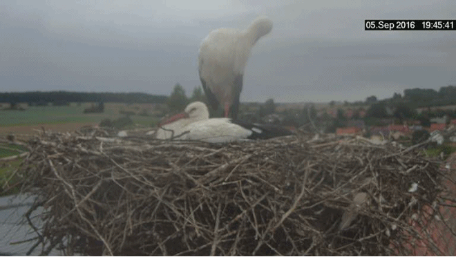 anigif.gif