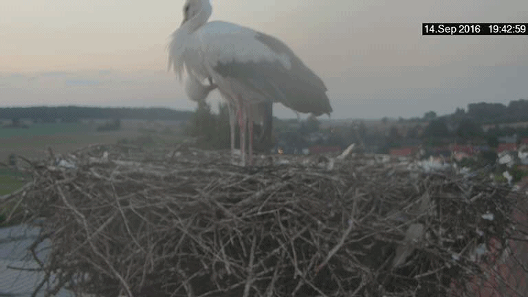 anigif.gif