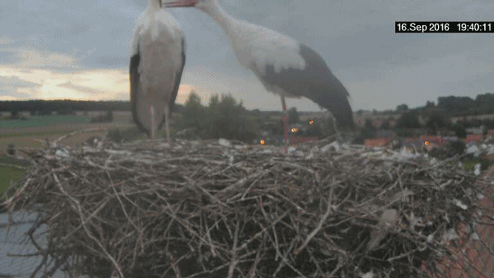anigif.gif