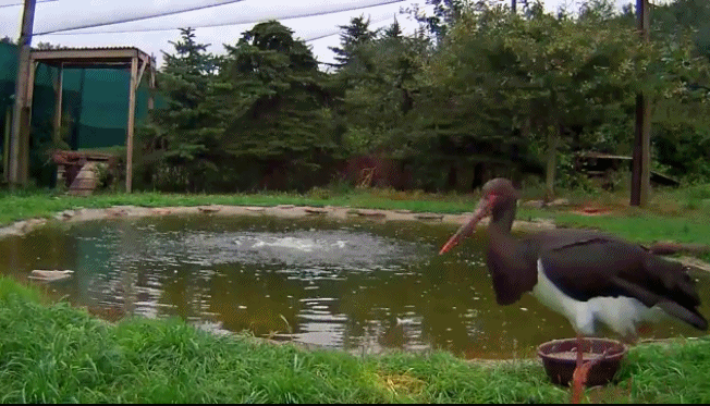 anigif.gif