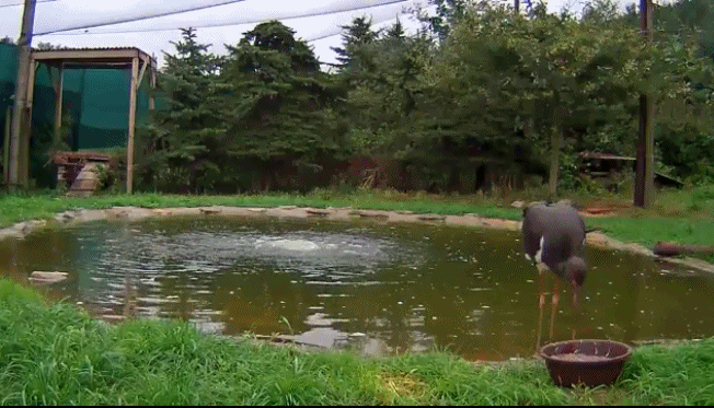 anigif.gif