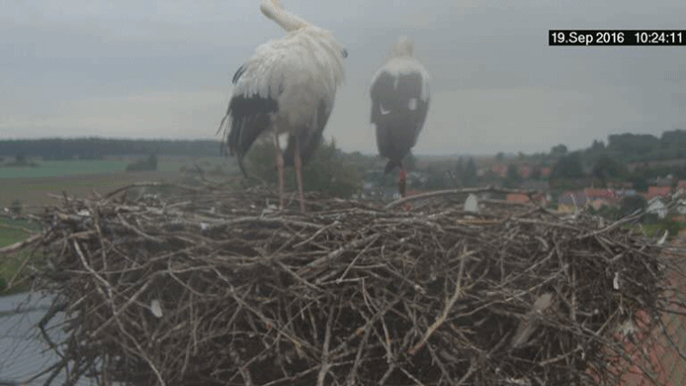 anigif.gif
