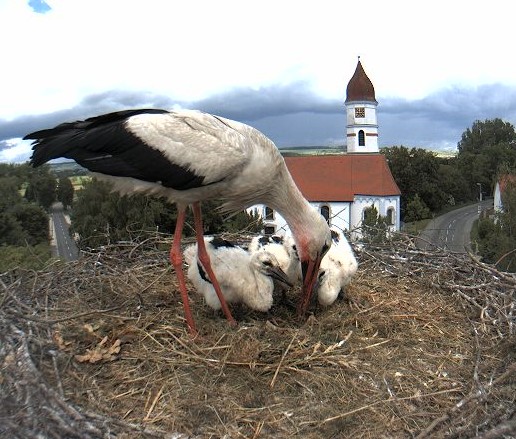 gögglingen1.jpg