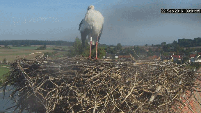 anigif.gif