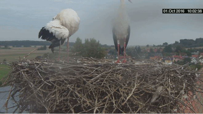 anigif.gif