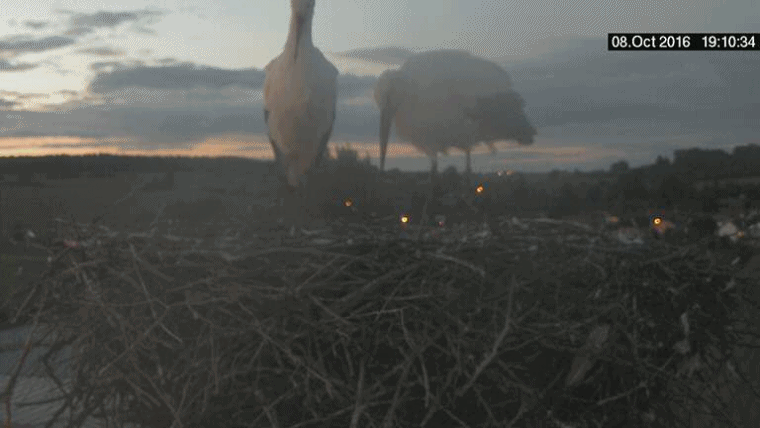 anigif.gif