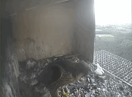 2009-06-07_181333.gif