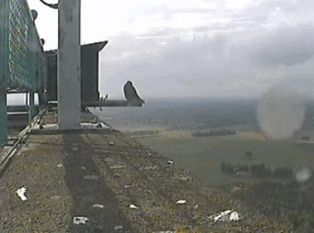 2009-06-07_182332.gif
