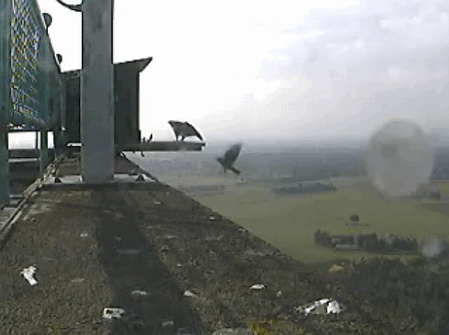 2009-06-07_184311.gif