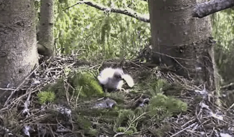 2009-06-08_081729.gif