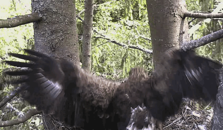 2009-06-08_081834.gif