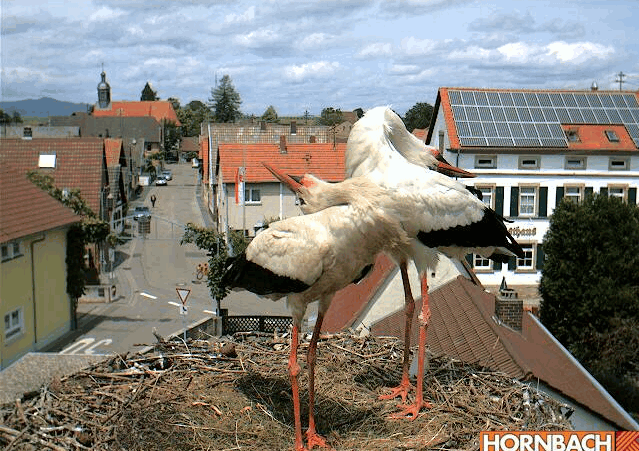 Egolya20311.gif
