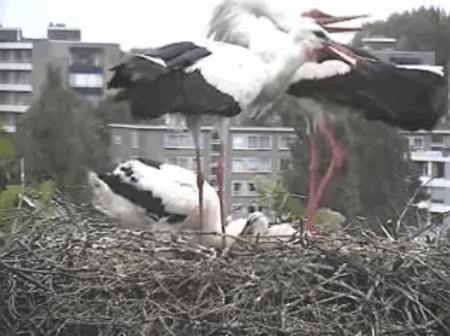 2009-06-08_211530.gif