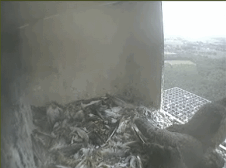 2009-06-08_214948.gif