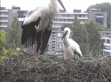 2009-06-09_080335.gif