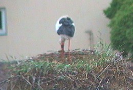 2009-06-10_054005.jpg