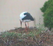 2009-06-10_054218.jpg