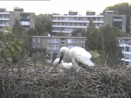 2009-06-10_061337.gif