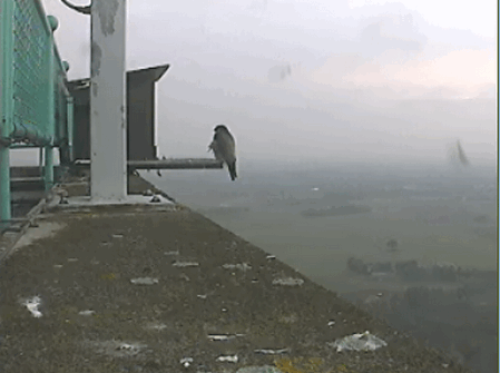 2009-06-10_062955.gif