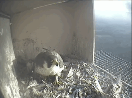 2009-06-10_063615.gif