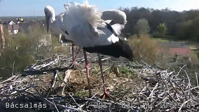 anigif.gif