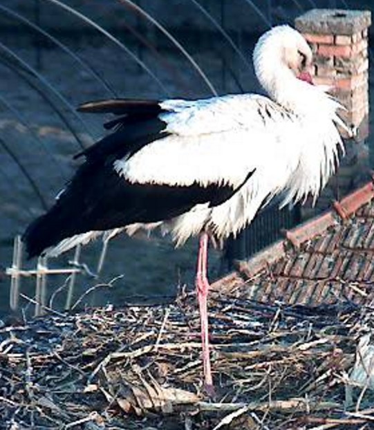 Mindenféle04896.jpg